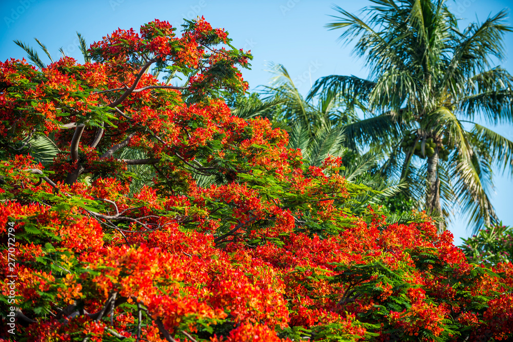 Close up of the bright red blossoms of the canopy of a flamboyant flame tree in full bloom