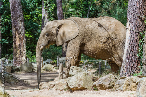Zoo de la Flèche - Elephant