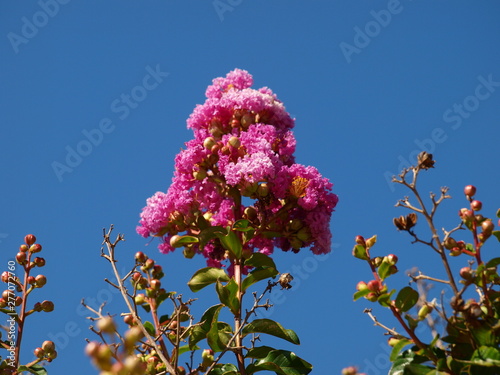 flores de arbol rosas y cielo azul