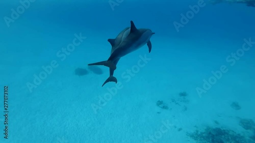 Two dolphins, mother and baby swim alongside in blue water. Spinner Dolphin (Stenella longirostris), Underwater shot, Closeup. Red Sea, Sataya Reef (Dolphin House) Marsa Alam, Egypt, Africa photo