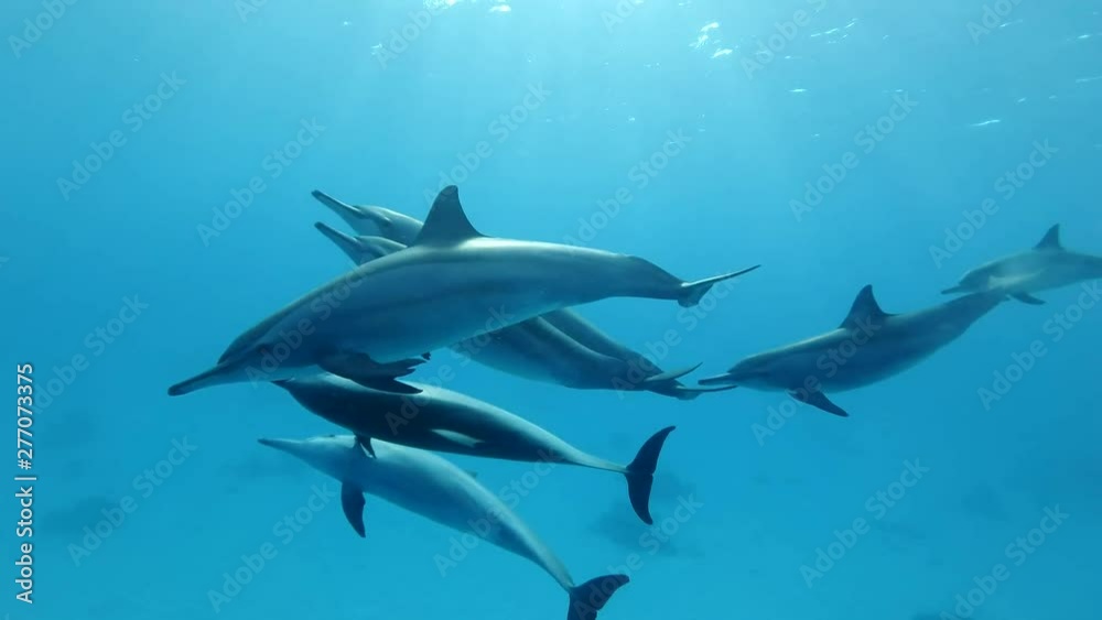 A pod of juvenile dolphins playing in the blue water. Spinner Dolphin (Stenella longirostris), Underwater shot, closeup. Red Sea, Sataya Reef (Dolphin House) Marsa Alam, Egypt, Africa A pod of juvenile dolphins playing in the blue water. Spinner Dolphin (Stenella longirostris), Underwater shot, closeup. Red Sea, Sataya Reef (Dolphin House) Marsa Alam, Egypt, Africa