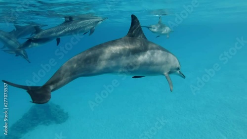Wallpaper Mural Family of dolphins alongside slowly swim under surface of the blue water. Slow motion, Closeup, Underwater shot. Spinner Dolphin (Stenella longirostris) in Red Sea, Sataya Reef (Dolphin House)  Torontodigital.ca