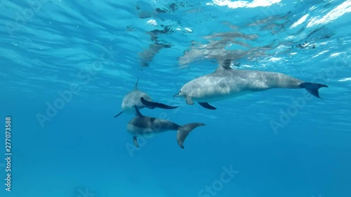 Wallpaper Mural Family of three dolphins swim under sufrace of water. Spinner Dolphin (Stenella longirostris), Underwater shot. Red Sea, Sataya Reef (Dolphin House) Marsa Alam, Egypt, Africa Torontodigital.ca
