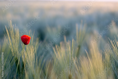 Red poppies bloom on a wheat field with green spikelets.