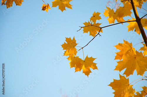 Autumn. Maple tree branches with red and yellow leaves on blue sky background