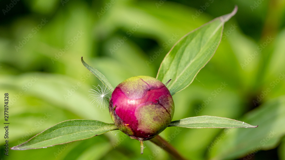 A red peony is a young bud that is just starting to bloom, against a green background of a garden. A red peony is a young bud that is just starting to bloom, against a green background of a garden.