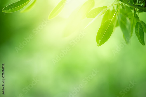 Nature of green leaf in garden at summer. Natural green leaves plants using as spring background cover page greenery environment ecology wallpaper