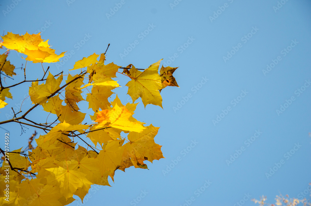 Autumn. Maple tree branches with yellow leaves on blue sky background Autumn. Maple tree branches with yellow leaves on blue sky background