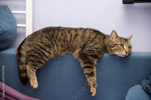 Funny cat tired or boring lying on a sofa