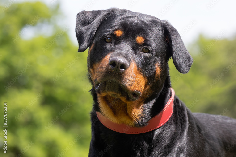 Portrait of a beautiful dog