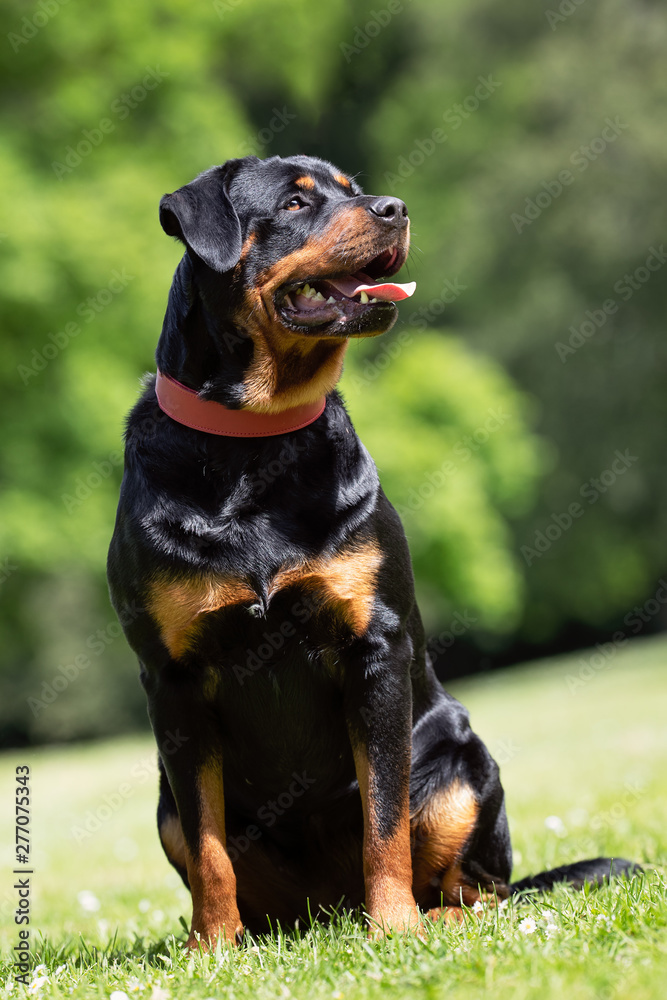 Portrait of a beautiful dog