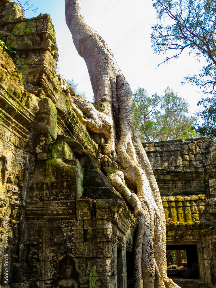 Ta Phrom Temple, Angkor Wat, Cambodia