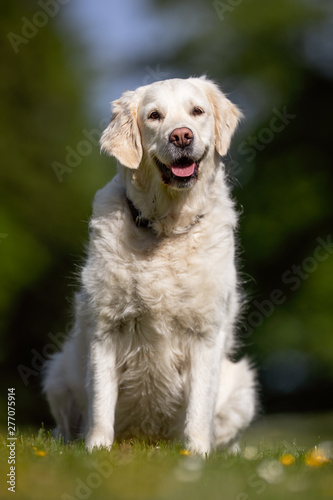 Portrait of a beautiful dog