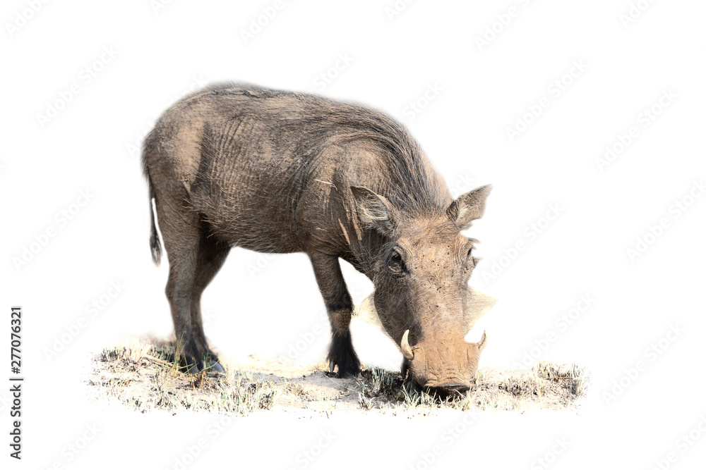 Warthog feeding on short grass in artistic conversion high key Warthog feeding on short grass in artistic conversion high key