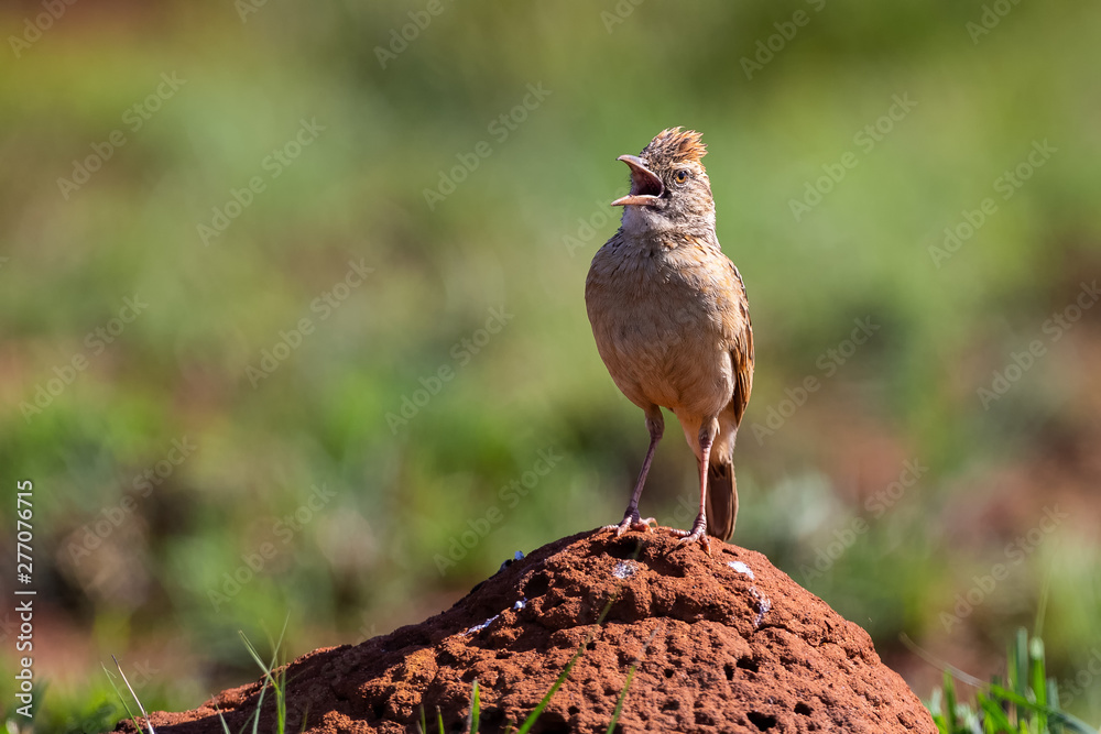 Naklejka premium One Rufous-naped Lark sitting on an anthill calling in morning sun