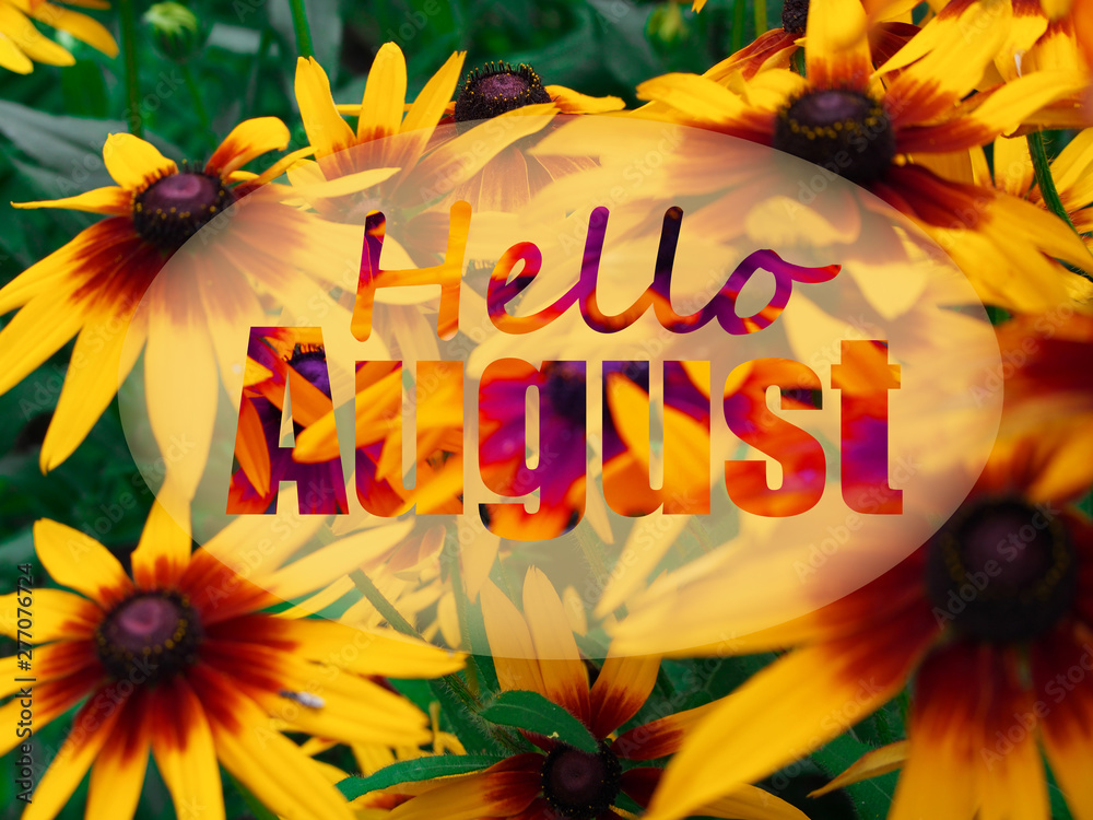 Hello august word on sunflower background stock photo adobe stock