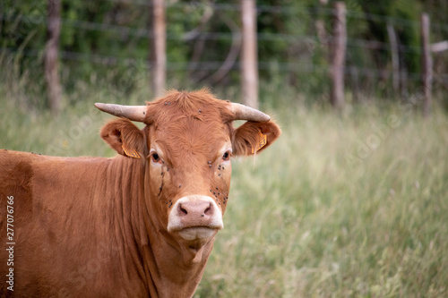 brown cow in field © Jord