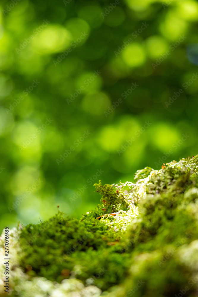 moss with bokeh green background moss with bokeh green background