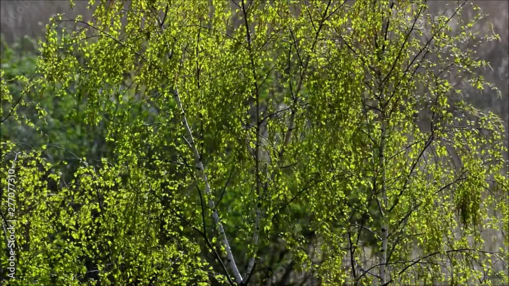 Sunny Spring Impressions from Falkensee (Brandenburg) near Berlin Spandau of April 13, 2017, Germany Sunny Spring Impressions from Falkensee (Brandenburg) near Berlin Spandau of April 13, 2017, Germany