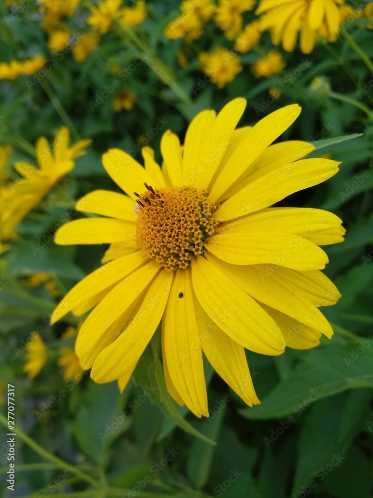 yellow flower on green background yellow flower on green background