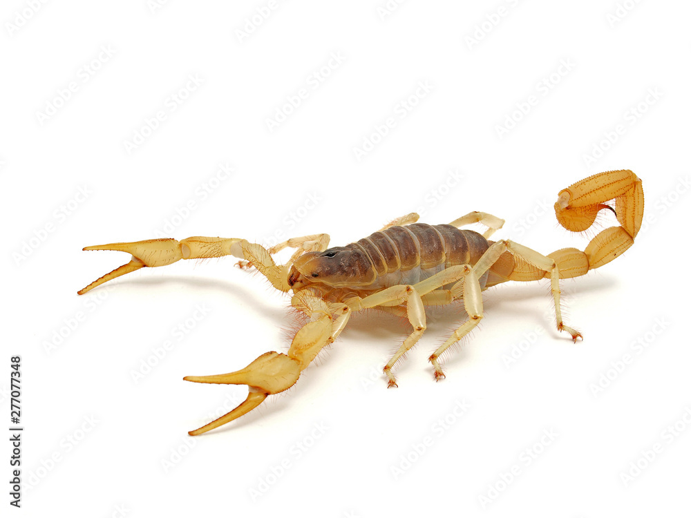 giant desert hairy scorpion, Hadrurus arizonensis, side view on white background giant desert hairy scorpion, Hadrurus arizonensis, side view on white background