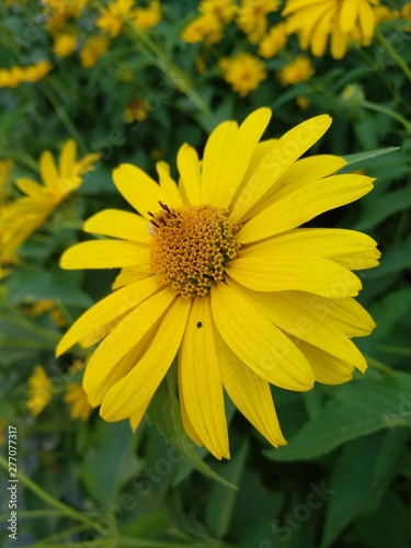 yellow flower on green background