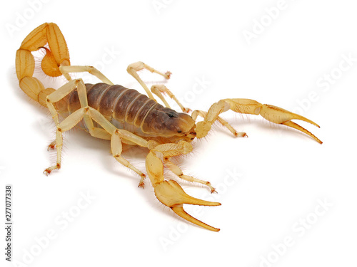 giant desert hairy scorpion, Hadrurus arizonensis, side view on white background 