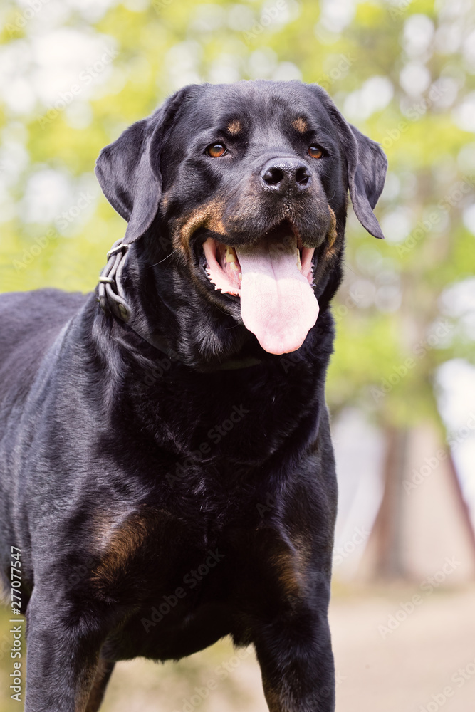 Portrait of a beautiful dog