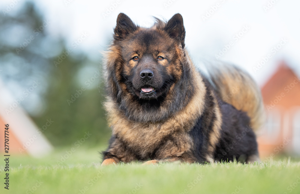 Portrait of a beautiful dog Portrait of a beautiful dog