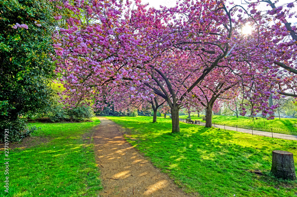 Spring in Hyde Park located in Central London, UK.