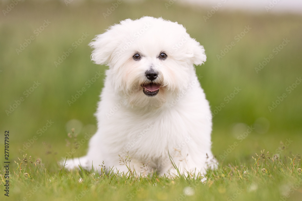 Portrait of a beautiful dog Portrait of a beautiful dog