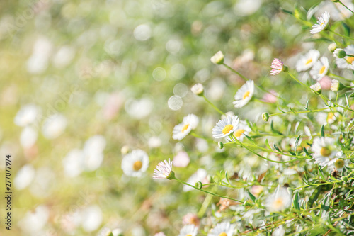 White wild flowers blurred background © Daniel Ferryanto