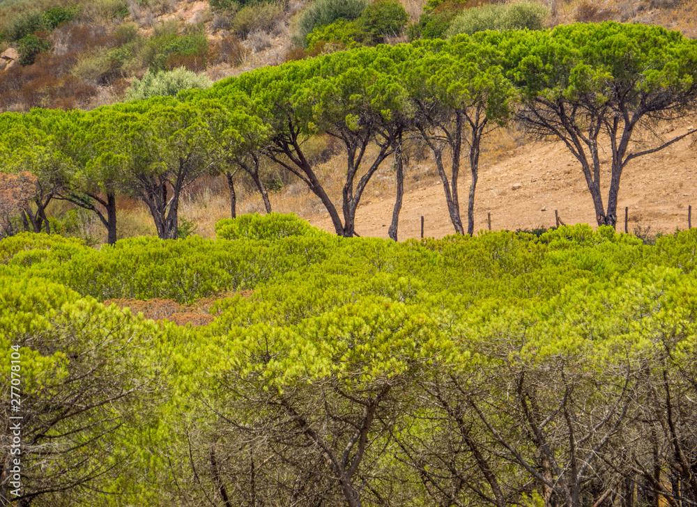 Mediterranean pine trees landscape. In Sardinia, Italy