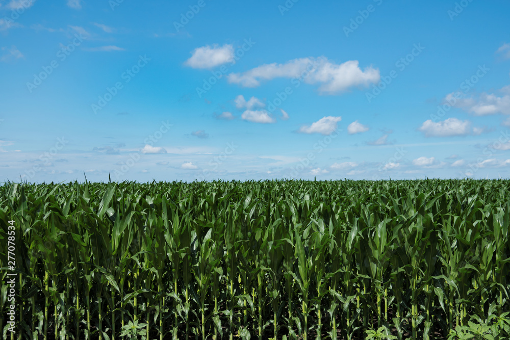 Corn Field with Blue Sky and Clouds Corn Field with Blue Sky and Clouds