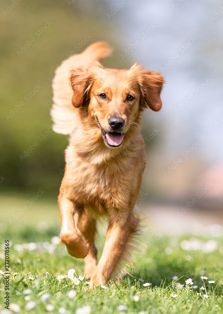 Portrait of beautiful dog breeds