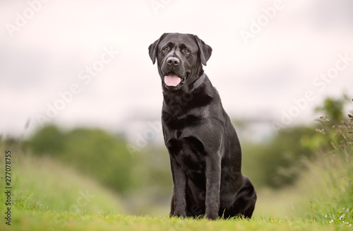 Portrait of beautiful dog breeds © Dyrefotografi.dk