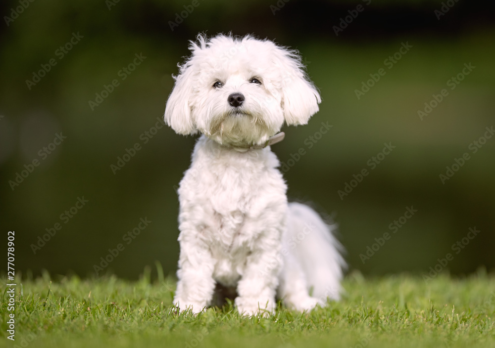 Portrait of beautiful dog breeds