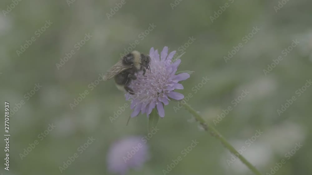 Bumblebee on Flower