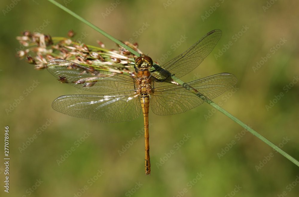 A newly emerged Common Darter Dragonfly, Sympetrum striolatum, perched on a reed. A newly emerged Common Darter Dragonfly, Sympetrum striolatum, perched on a reed.