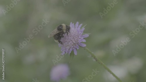 Bumblebee on Flower