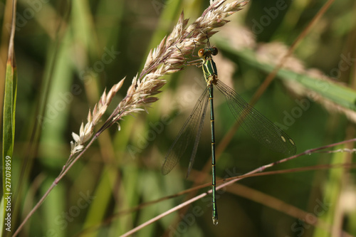 A stunning rare Willow Emerald Damselfly, Chalcolestes viridis, perched on grass seeds at the edge of a lake. photo