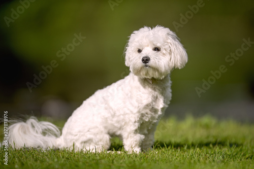 Valokuvatapetti Portrait of beautiful dog breeds