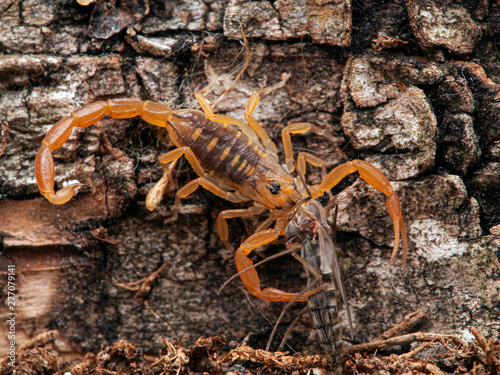 juvenile Arizona bark scorpion, Centruroides sculpturatus, eating a non-biting midge (chironomid), on bark