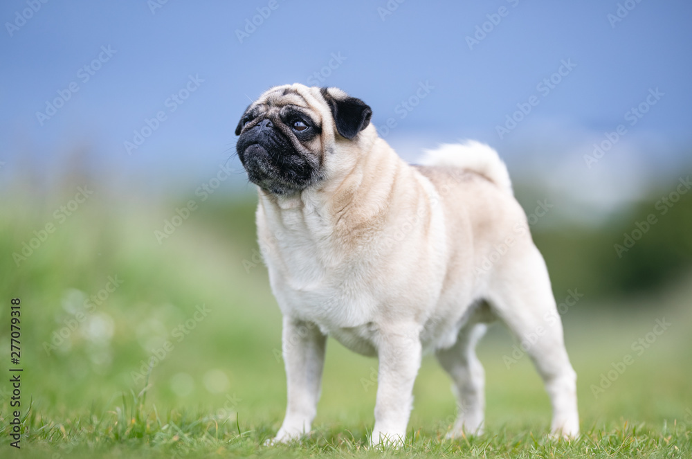 Portrait of beautiful dog breeds