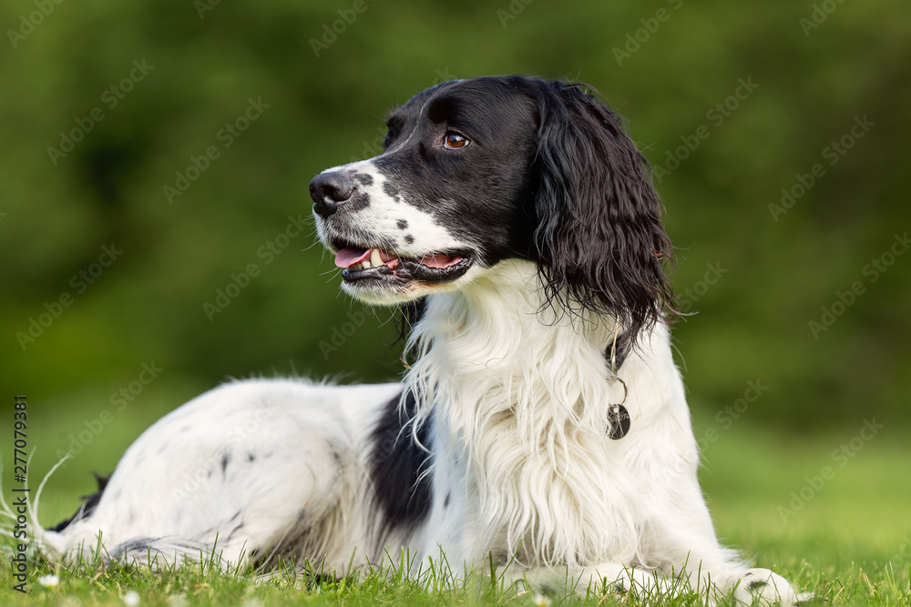 Portrait of beautiful dog breeds Portrait of beautiful dog breeds