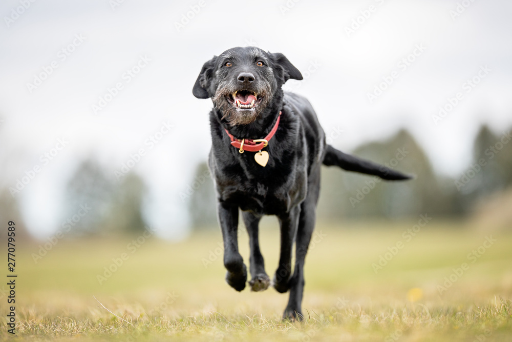 Portrait of beautiful dog breeds Portrait of beautiful dog breeds
