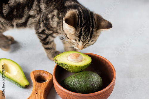 Kitten eat ripe avocado. photo