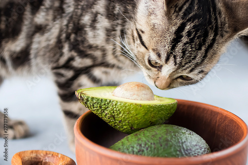 Kitten eat ripe avocado. photo