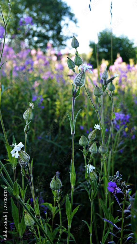 flowers flowers