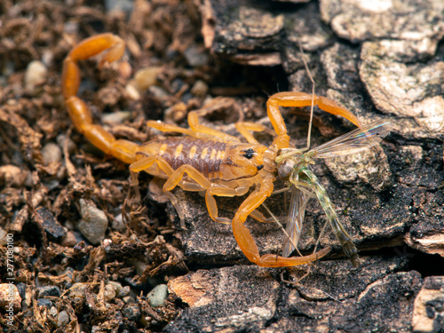juvenile Arizona bark scorpion, Centruroides sculpturatus, eating a non-biting midge (chironomid), from above